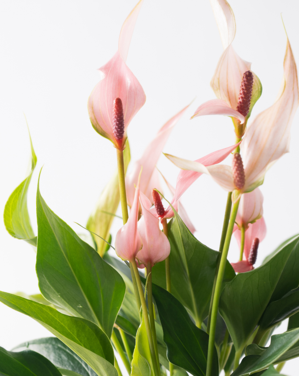 0152_original-953x1200.png.webp