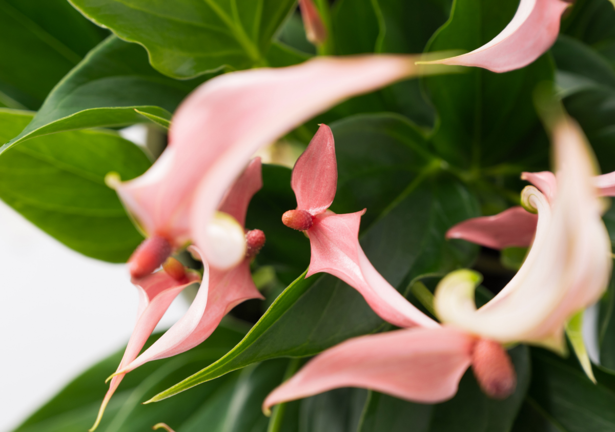 0155_original-1200x843.png.webp