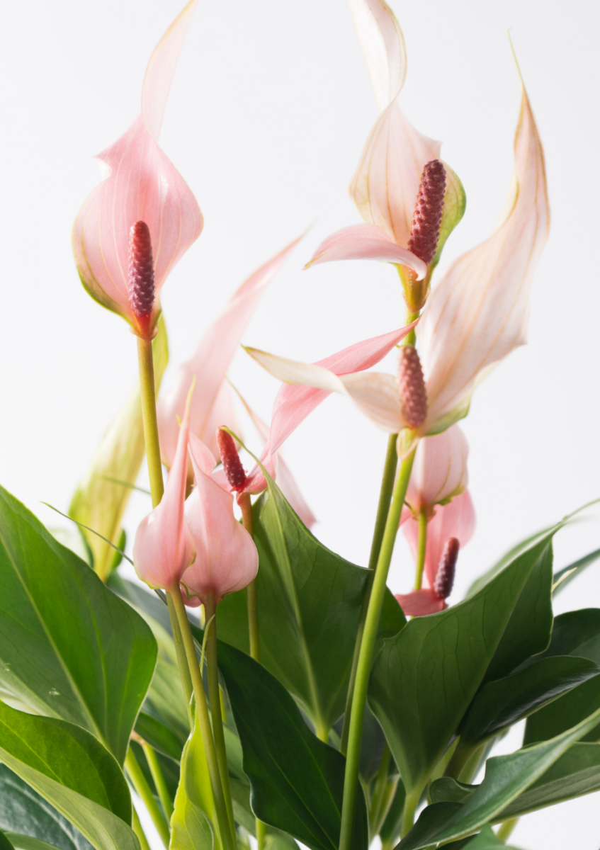 ピンク カラーリリー 観葉植物 DSC_6580_original-847x1200.png