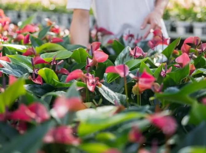 花がピンク色にならない… – anthroom アンスリウム 愛知県西尾市