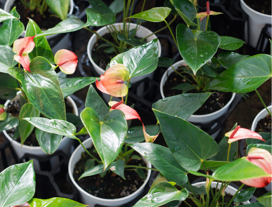 HS　アンスリウム ANTHURIUM | ANTHICAL-アンシカル
