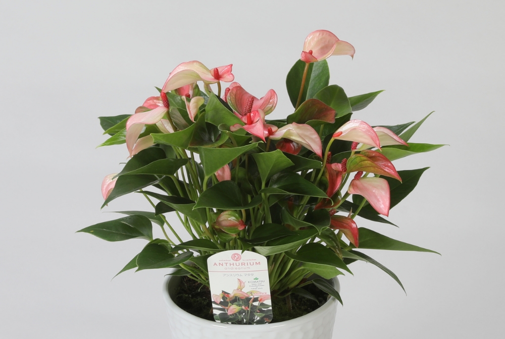 東海鉢物品評会2025にて「農林水産大臣賞」を受賞！ – anthroom